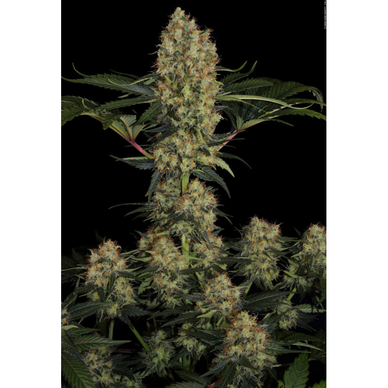 Mendocino Skunk Chong s Ch Fém Graines Paradise Seeds roots seeds fr