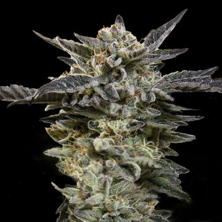 Oreoz Auto - 00 Seeds Bank - Graines de cannabis de collection