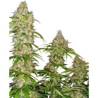 Banana Kush Cake - FEM - Sensi Seeds