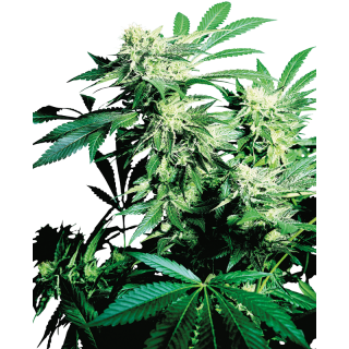 Skunk Kush - FEM - Sensi Seeds