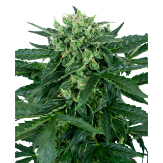 Sensi Amnesia - AUTO - Sensi Seeds