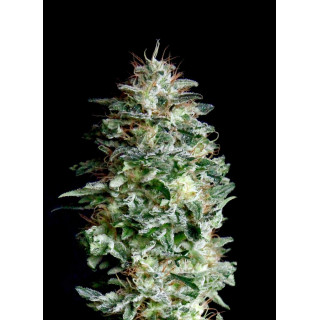 Absolute Herer - FEM - Absolute Cannabis Seeds