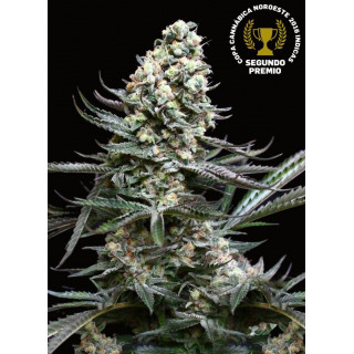 Nordés - FEM - Absolute Cannabis Seeds