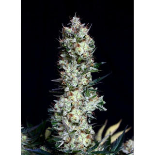 Rittus Haze - FEM - Absolute Cannabis Seeds