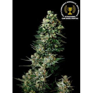 Chocolute F2 - REG - Absolute Cannabis Seeds