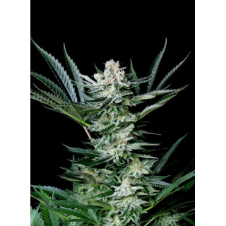 Amazing - AUTO - Absolute Cannabis Seeds