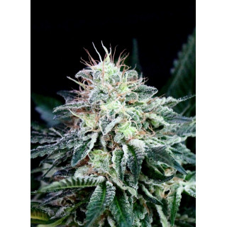 Radical - AUTO - Absolute Cannabis Seeds