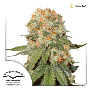 Orange Bud - FEM - Dutch Passion