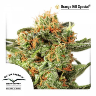 Orange Hill Special - FEM - Dutch Passion