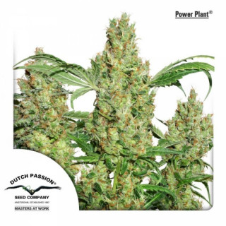 Power Plant - FEM - Dutch Passion