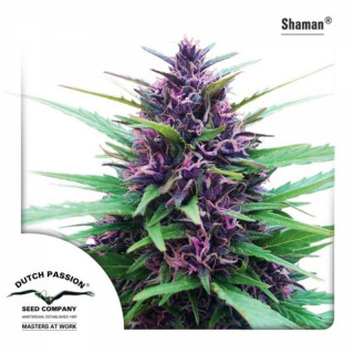 Shaman - FEM - Dutch Passion